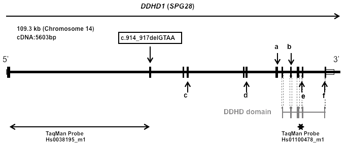 グラフ：DDHD1（SPG28）