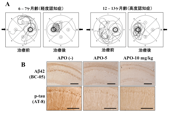 A：6〜7ヶ月齢（軽度認知症）と12〜13ヶ月齢（高度認知症）の治療前、治療後を表した図 B：X軸は、APO（-）、APO-5、API-10mg/kg、Y軸は、Aβ42（BC-05）、p-tau（AT-8）の各写真