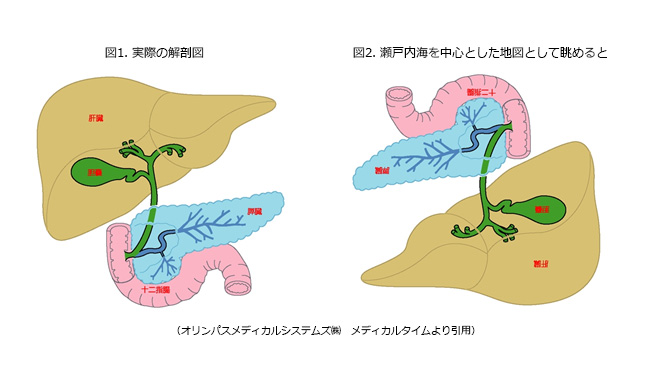 胆・膵疾患イメージ２