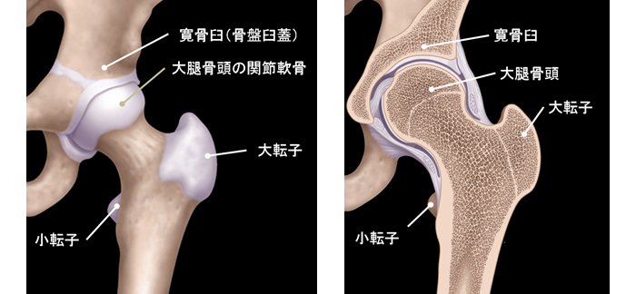 股関節部門概要 臨床部門 部門紹介 人工関節センター 愛媛大学医学部附属病院