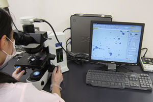 顕微鏡を使用して、検体から微生物を探しています。