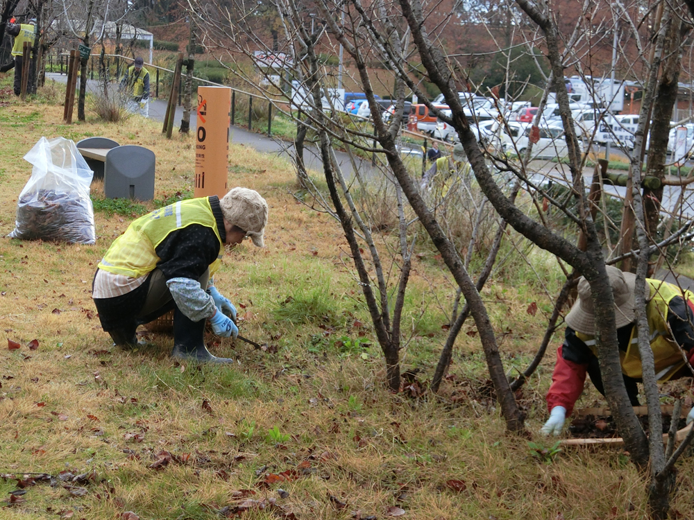 桜の落ち葉はたくさんあります