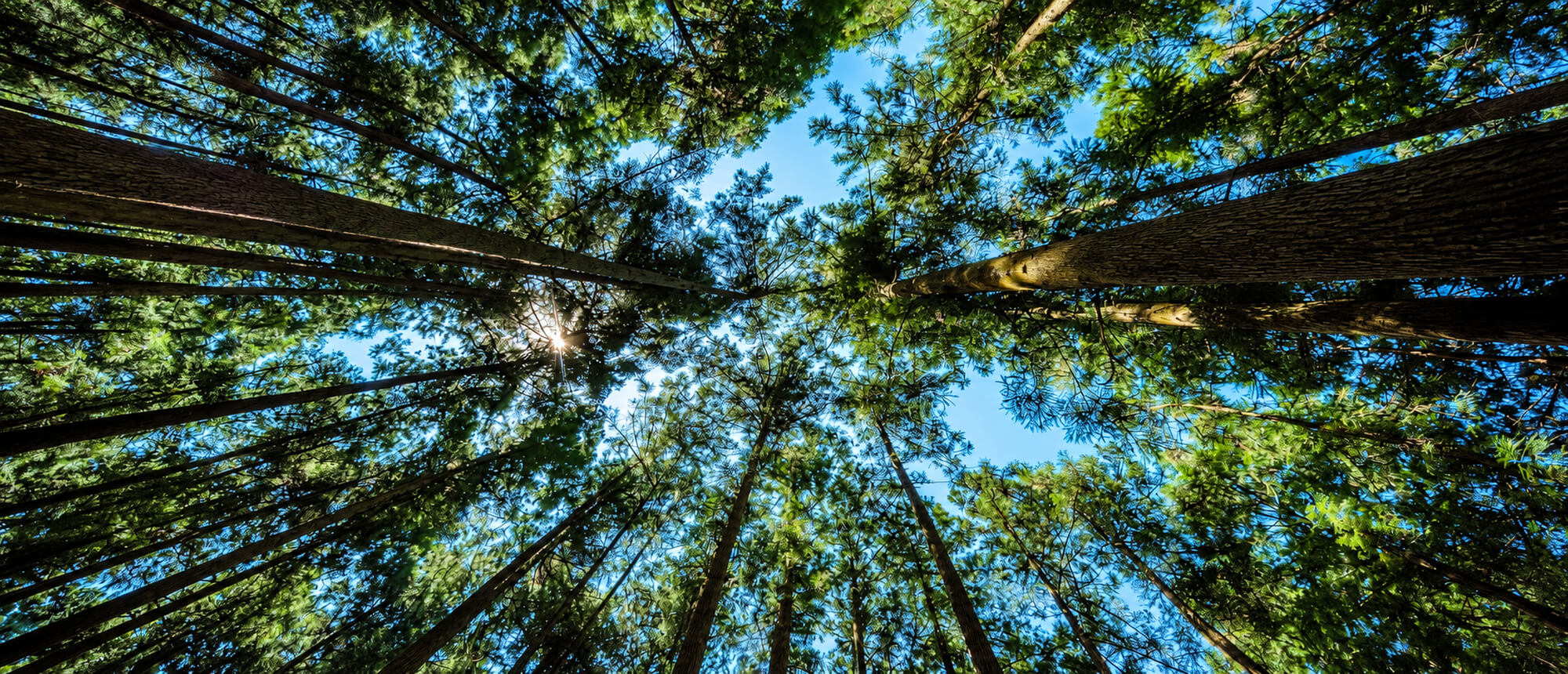 写真：空に向かって伸びる木々