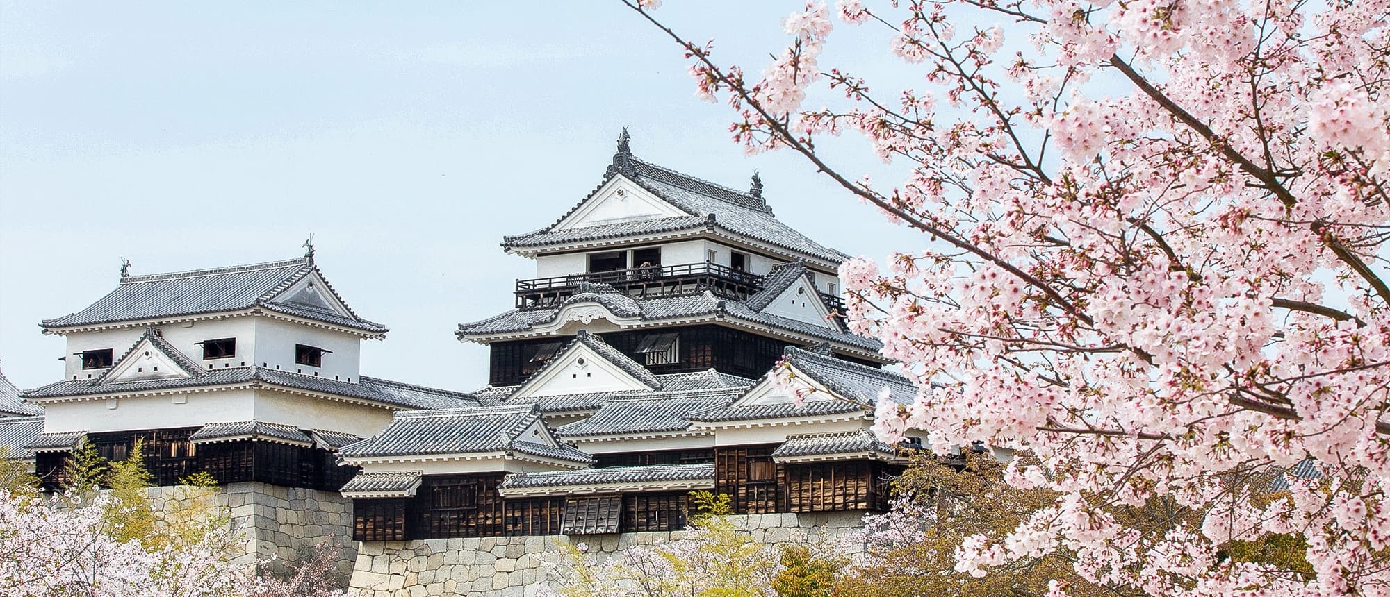 写真：満開の桜と松山城