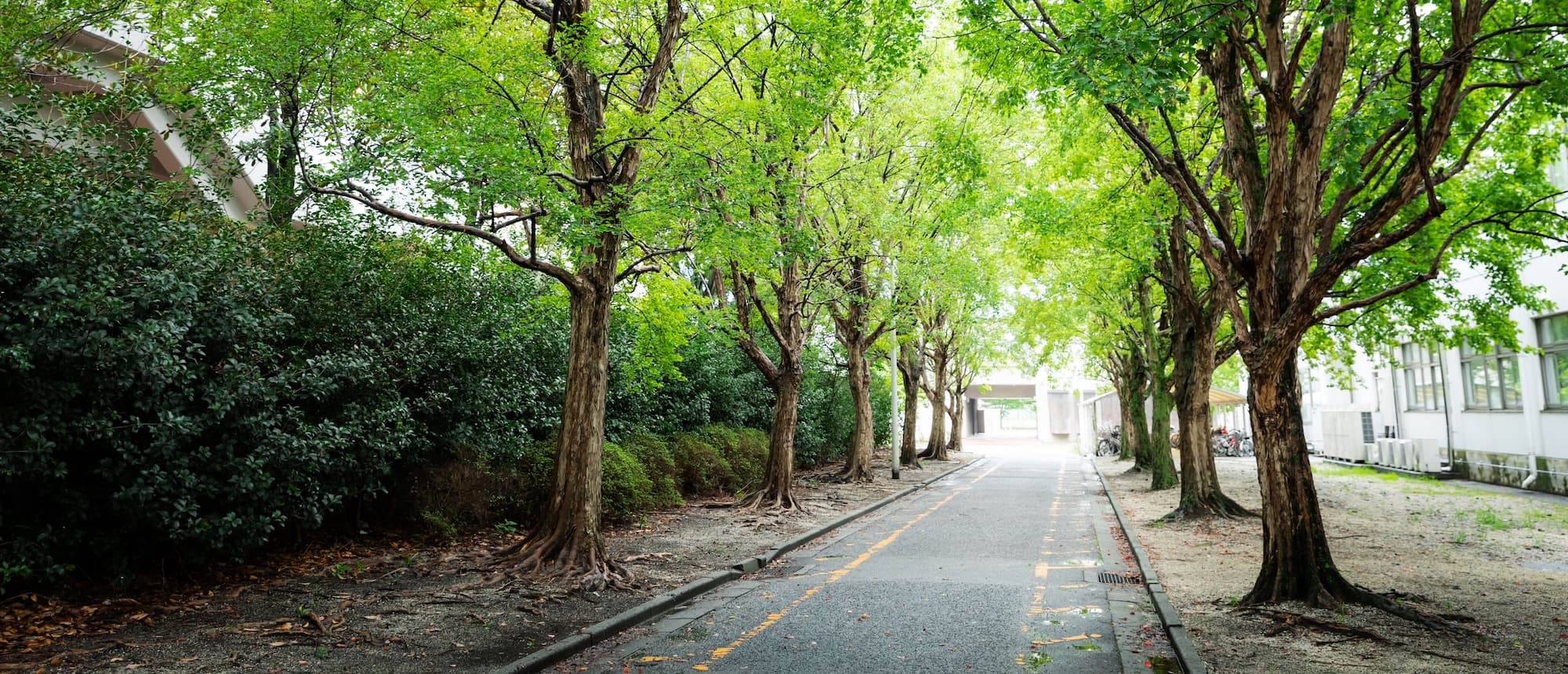 写真：校内の並木林