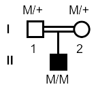 図：家系調査