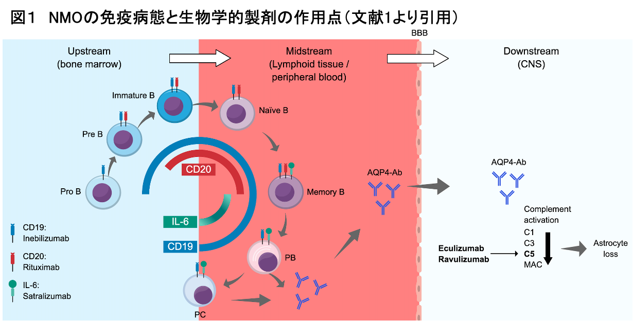 図1：NMOの免疫病態と生物学的製剤の作用点（文献1より引用）。骨髄・リンパ組織/末梢血・中枢神経におけるB細胞の分化と、CD19・CD20・IL-6・補体C5を標的とする各薬剤の作用点