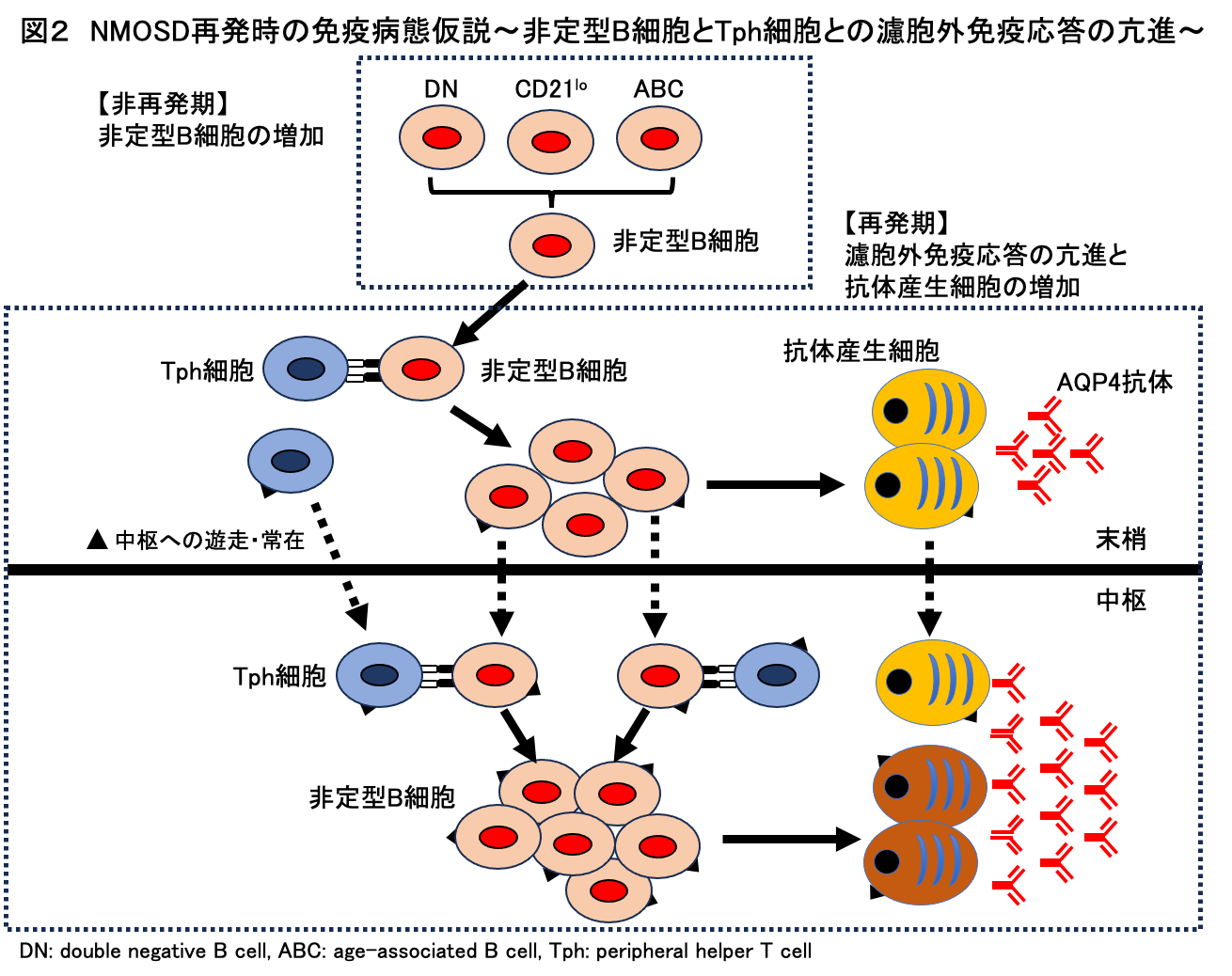 図2：NMOSD再発時の免疫病態仮説〜非定型B細胞とTph細胞との濾胞外免疫応答の亢進〜。非再発期の非定型B細胞の増加と、再発期の濾胞外免疫応答の亢進と抗体産生細胞の増加