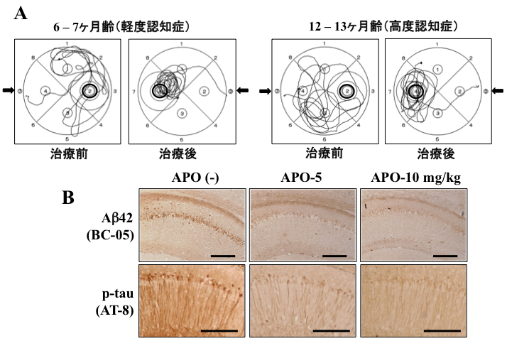 図1：3xTg-ADマウスにおけるAPO治療の効果。(A) モリス水迷路の遊泳軌跡（治療前・治療後）、(B) 海馬のAβ42（BC-05）とリン酸化タウ（AT-8）の免疫染色（APO(-)、APO-5、APO-10 mg/kg）