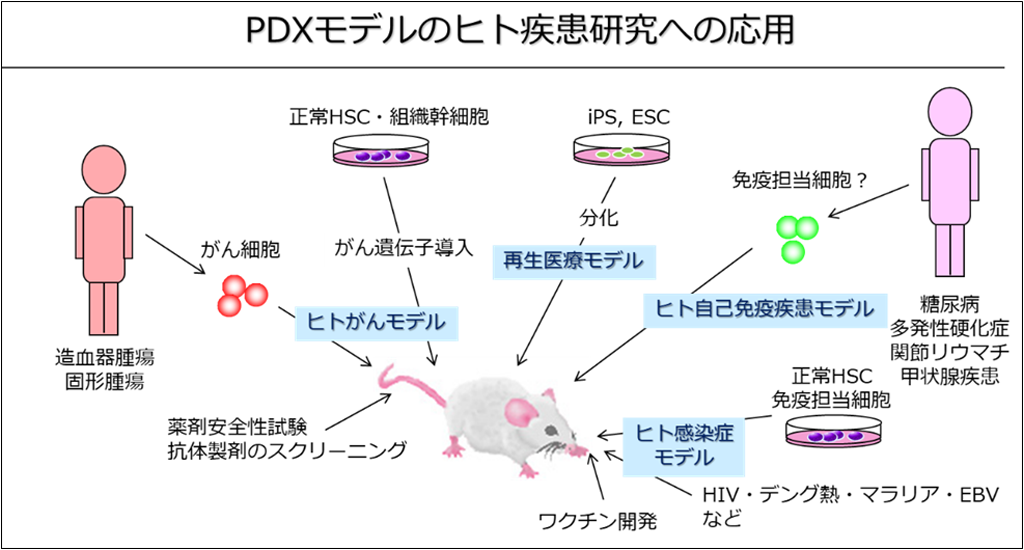 PDXモデルのヒト疾病研究への応用