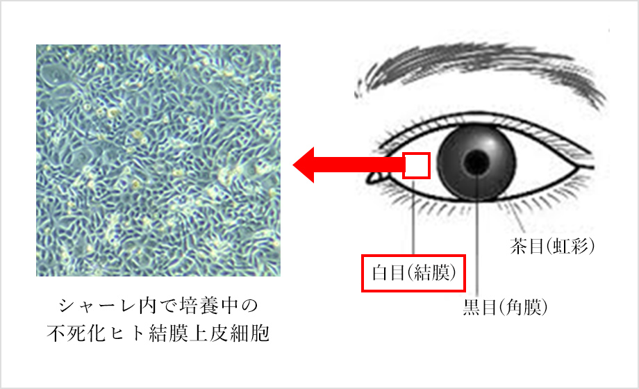 画像：不死化ヒト結膜上皮細胞の培養01