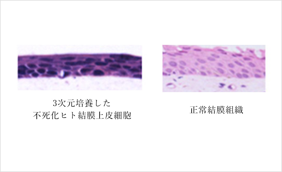 画像：不死化ヒト結膜上皮細胞の培養02