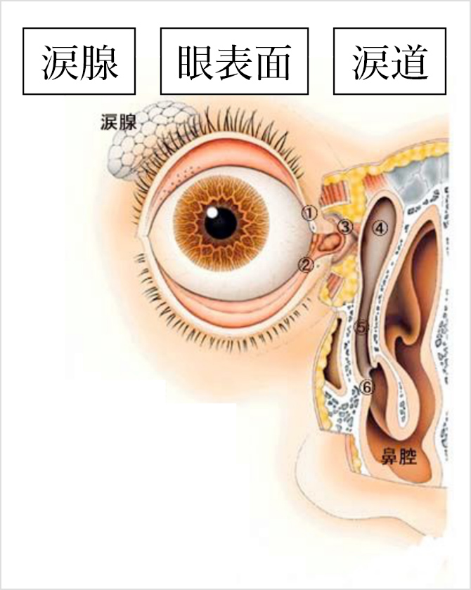 図1. 涙液に関与する臓器