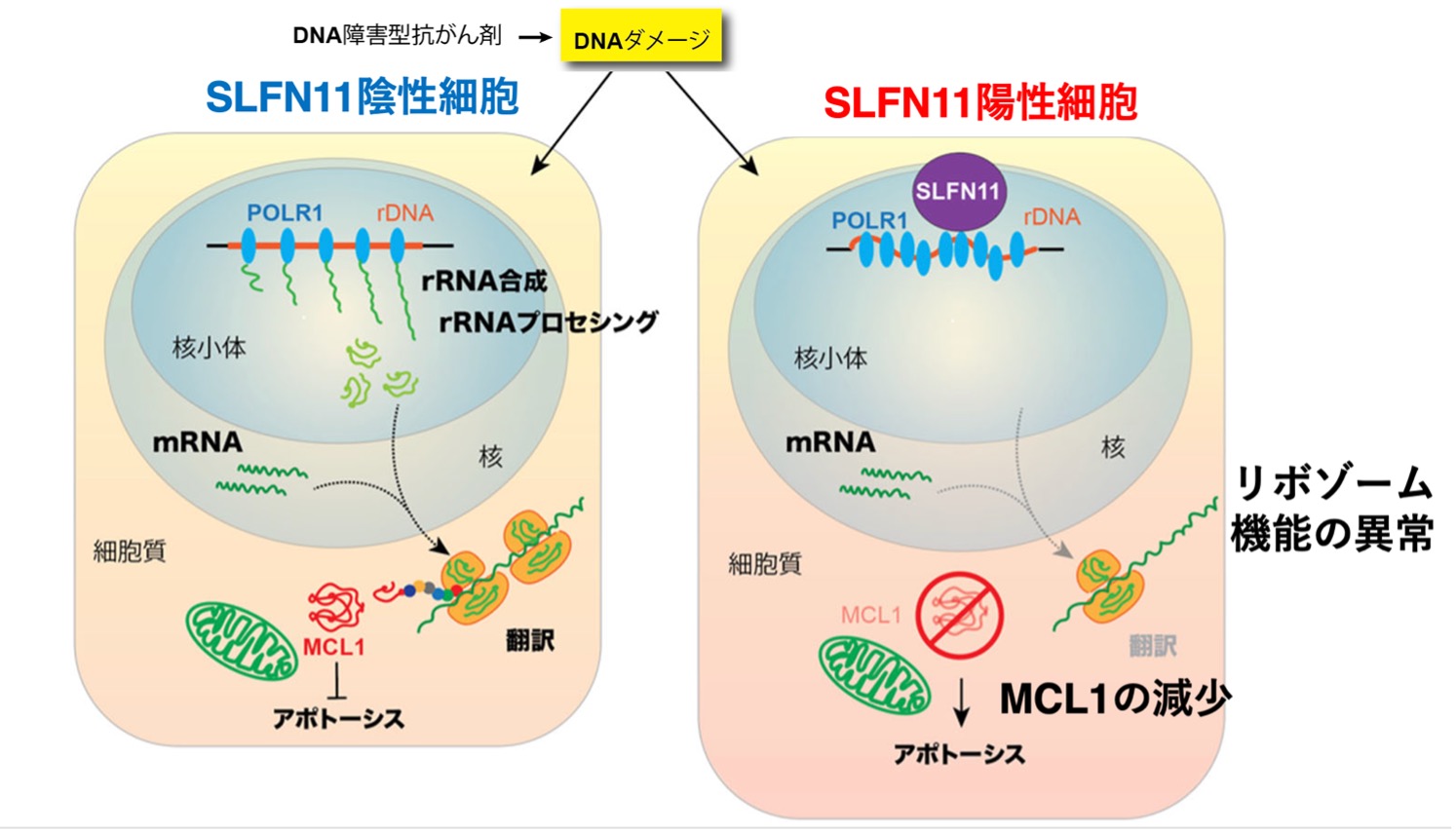 がん治療の新たな鍵、SLFN11タンパク質の働きを解明