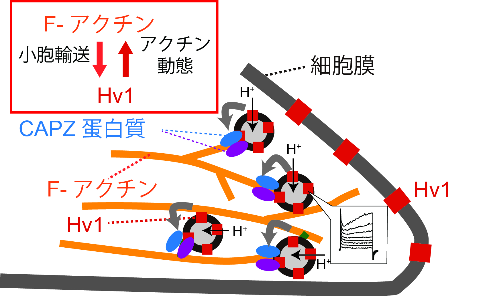細胞の内部で、イオンチャネルが骨格を操っていた