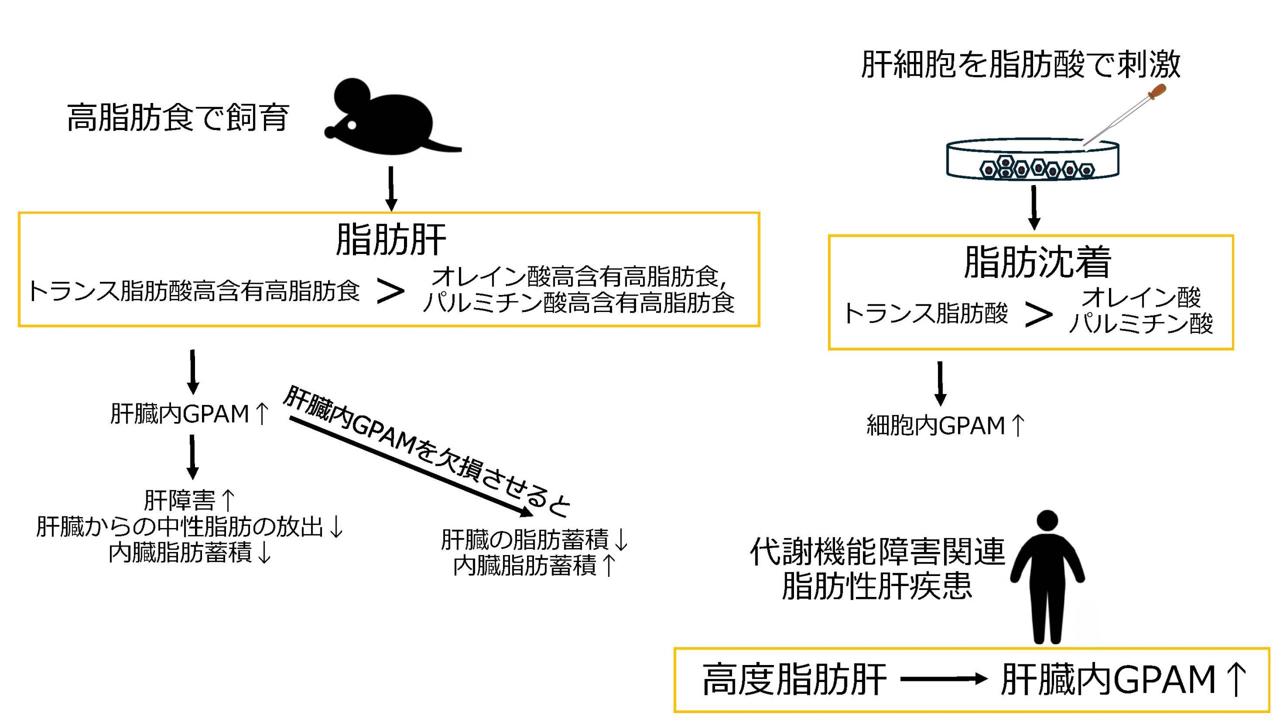 脂肪酸摂取による脂肪肝増悪機序の解明