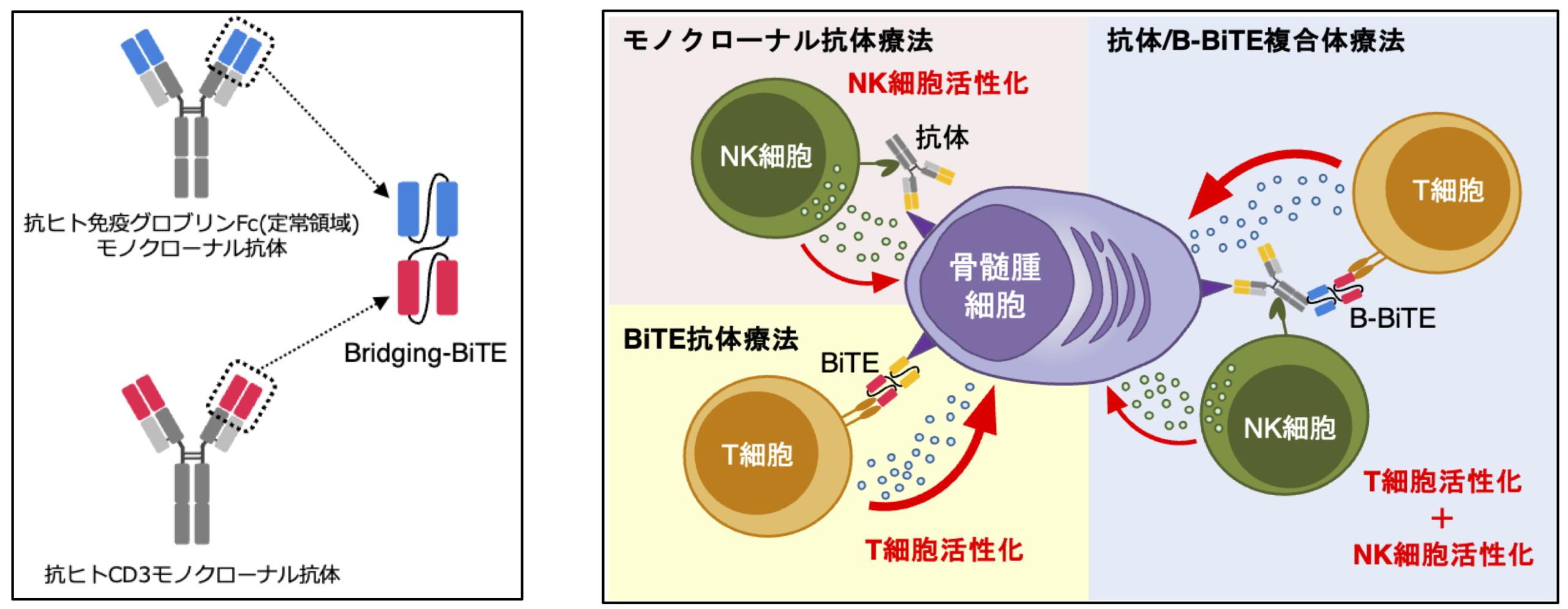 骨髄腫の持つ多様性を克服しうる新規二重特異性抗体を開発