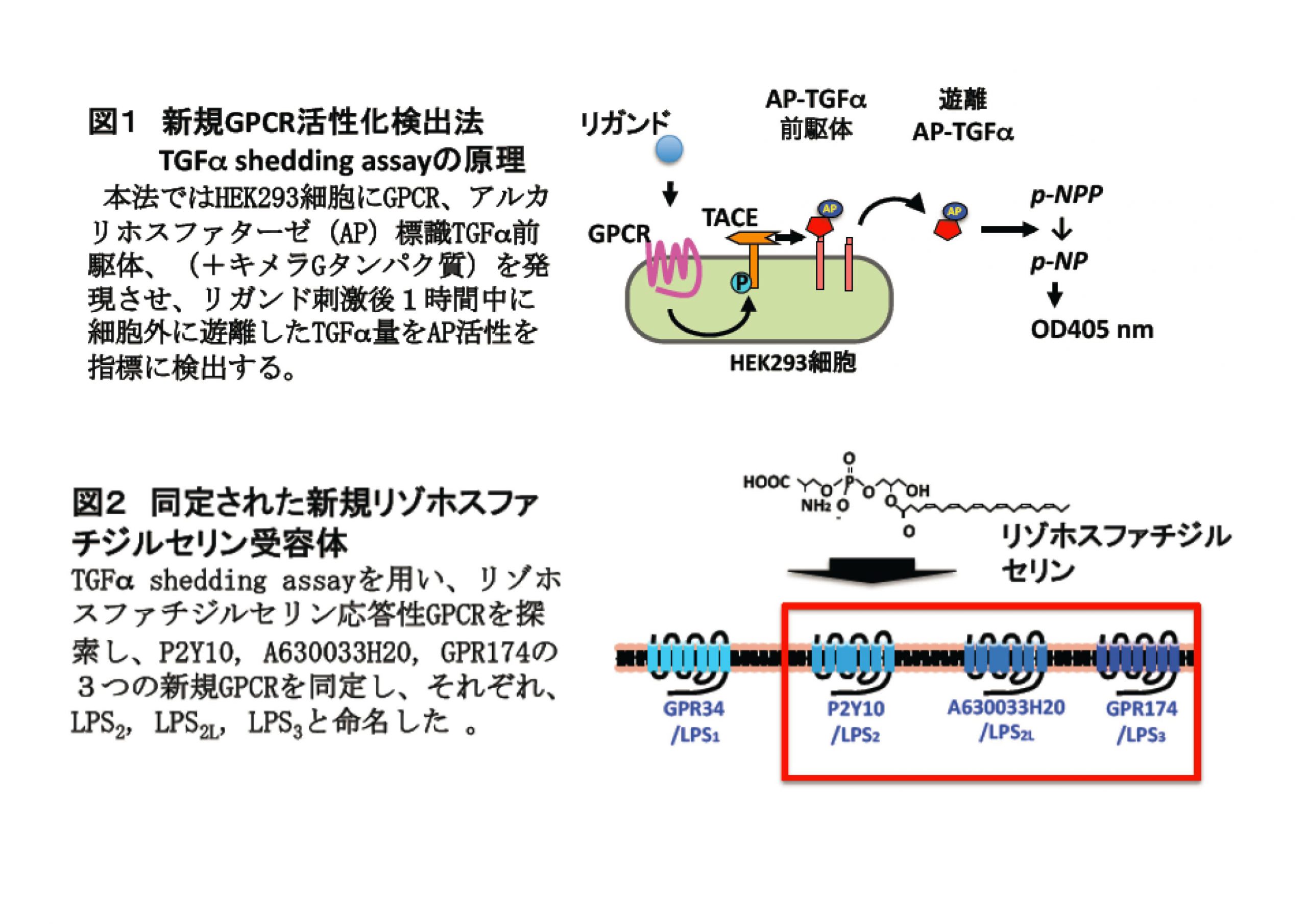 プロテオ医学研究センターの東山繁樹教授と大学院医学系研究科の研究グループが東北大学,東京大学と連携し,Gタンパク質共役型受容体の活性化を網羅的に検出する手法を確立しました