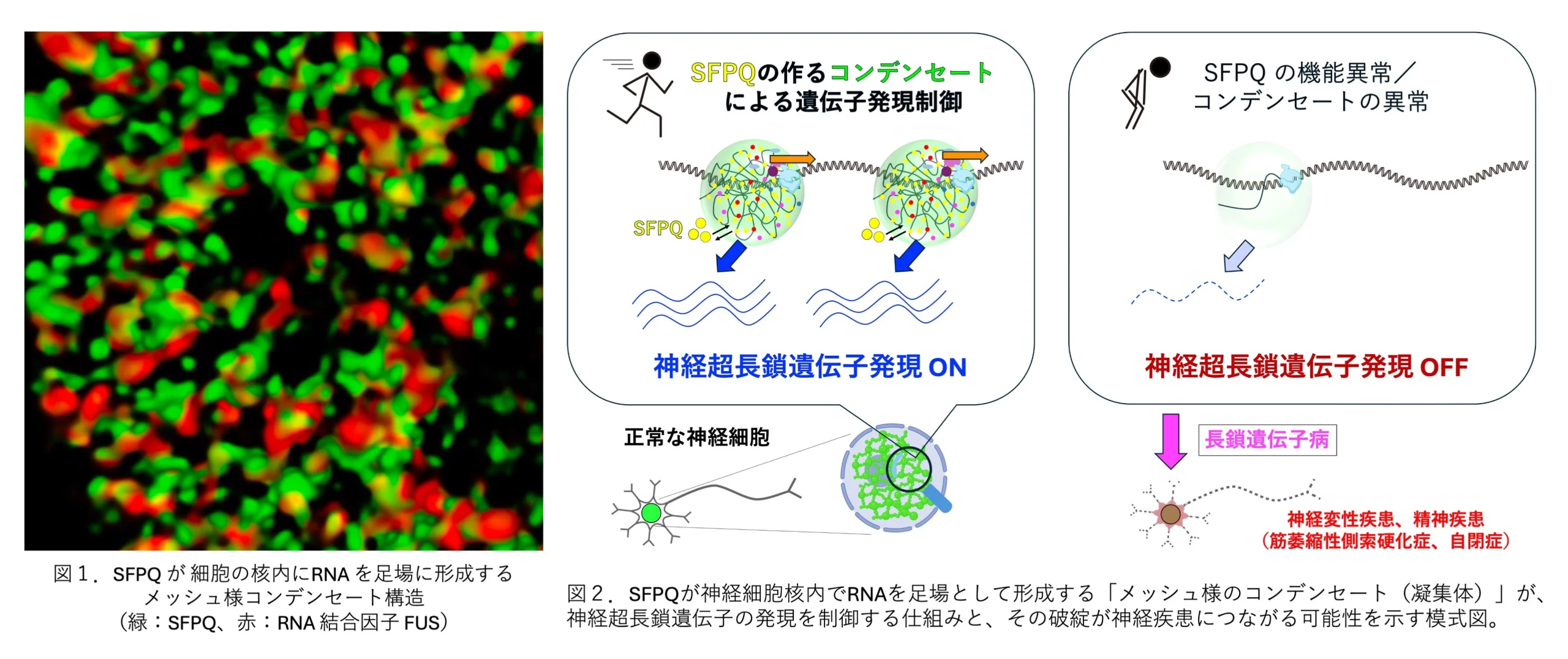 神経細胞で巨⼤遺伝⼦群の働きを⽀える新たな核内制御システムを発⾒