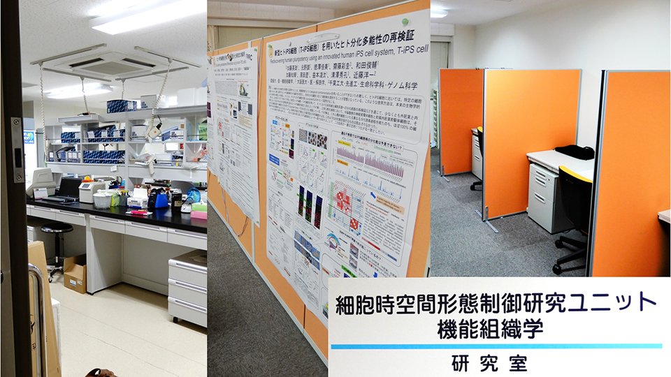 生体構造医学‐組織学分野　