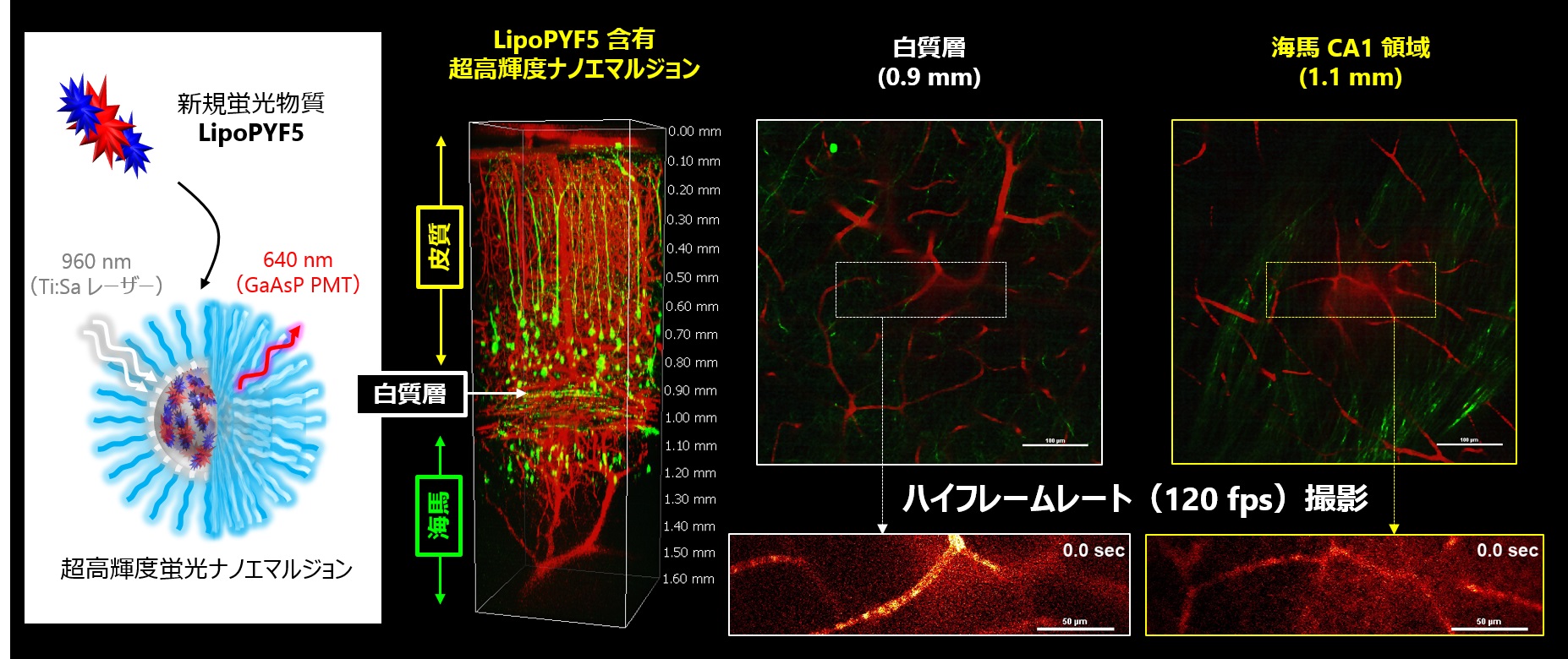 【プレスリリース】「世界初！マウス脳深部領域の低侵襲的‟血流”観察に成功